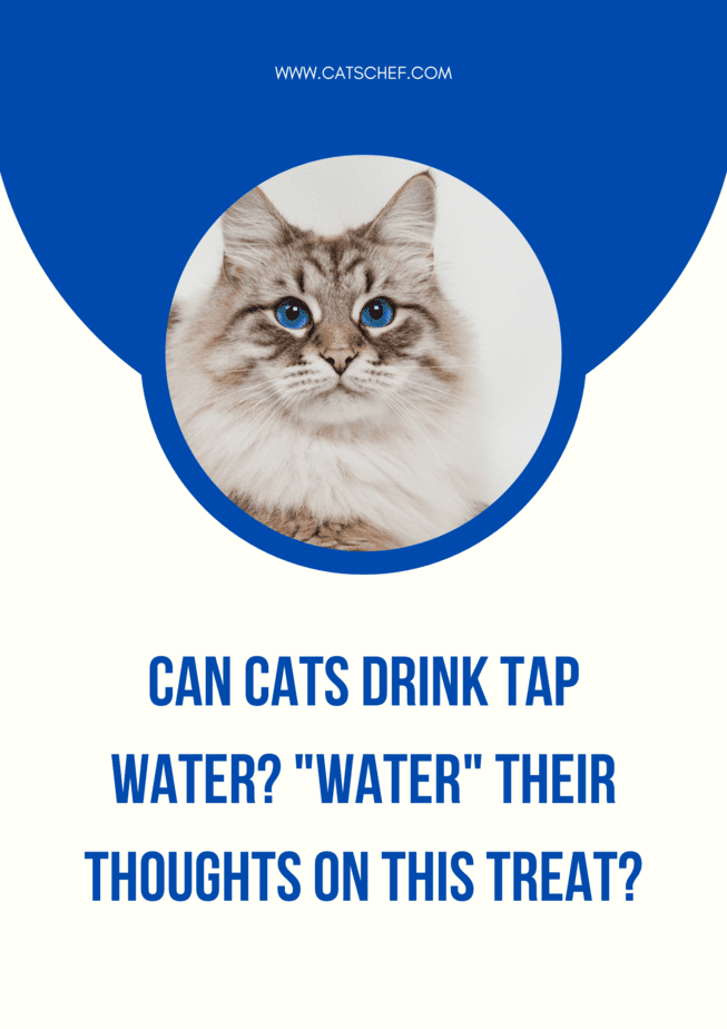 Can Cats Drink Tap Water? "Water" Their Thoughts On This Treat?