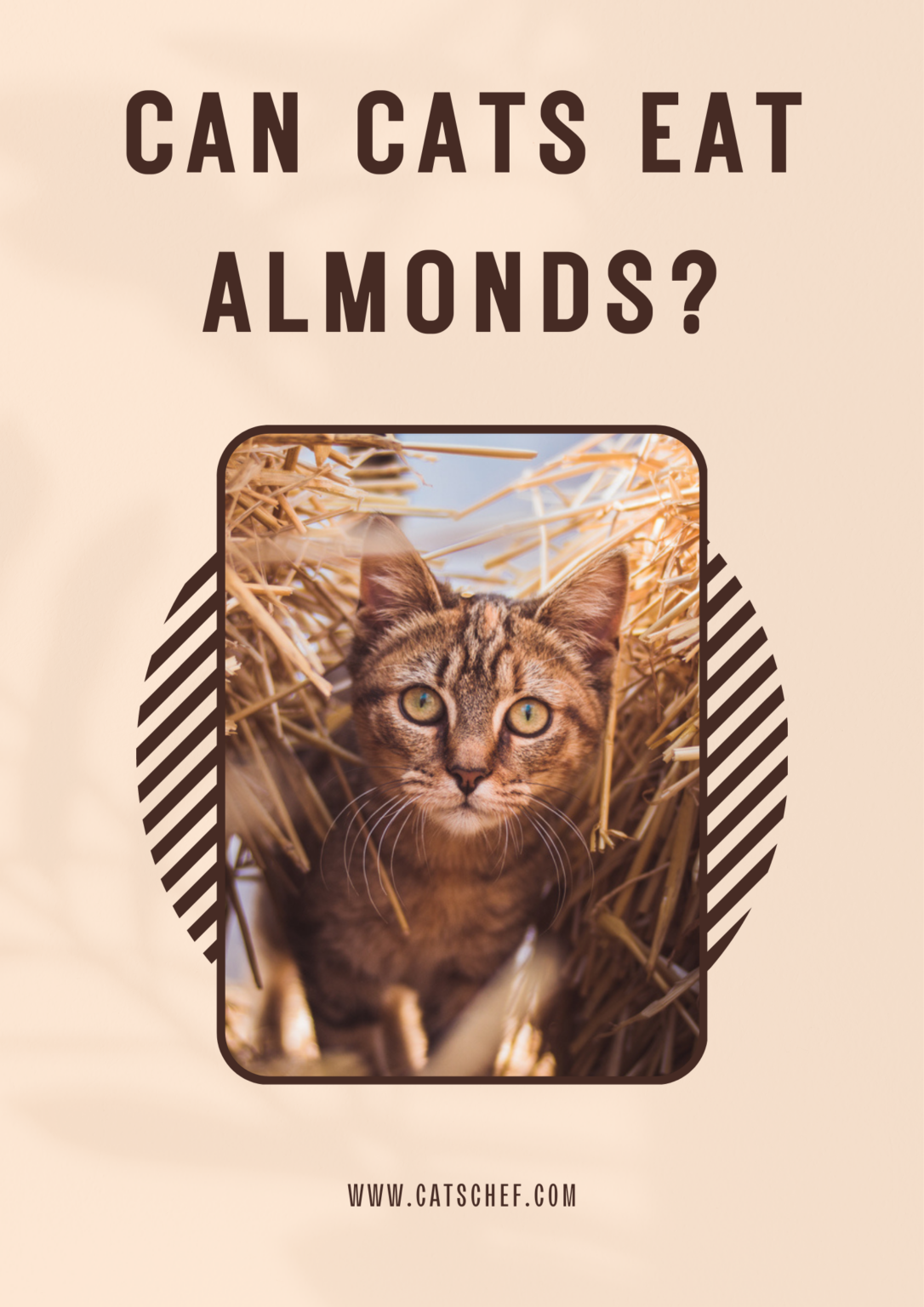 Can Cats Eat Almonds? What's Their Take On These Nutty Treats?