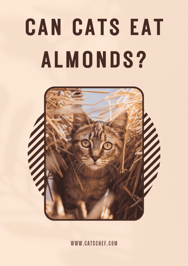 Can Cats Eat Almonds?