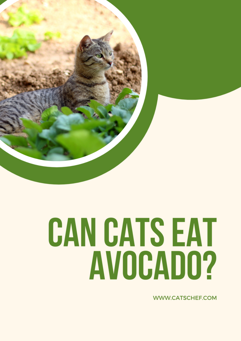 Can Cats Eat Avocado? Can This Tasty Treat "Guac" Their World?