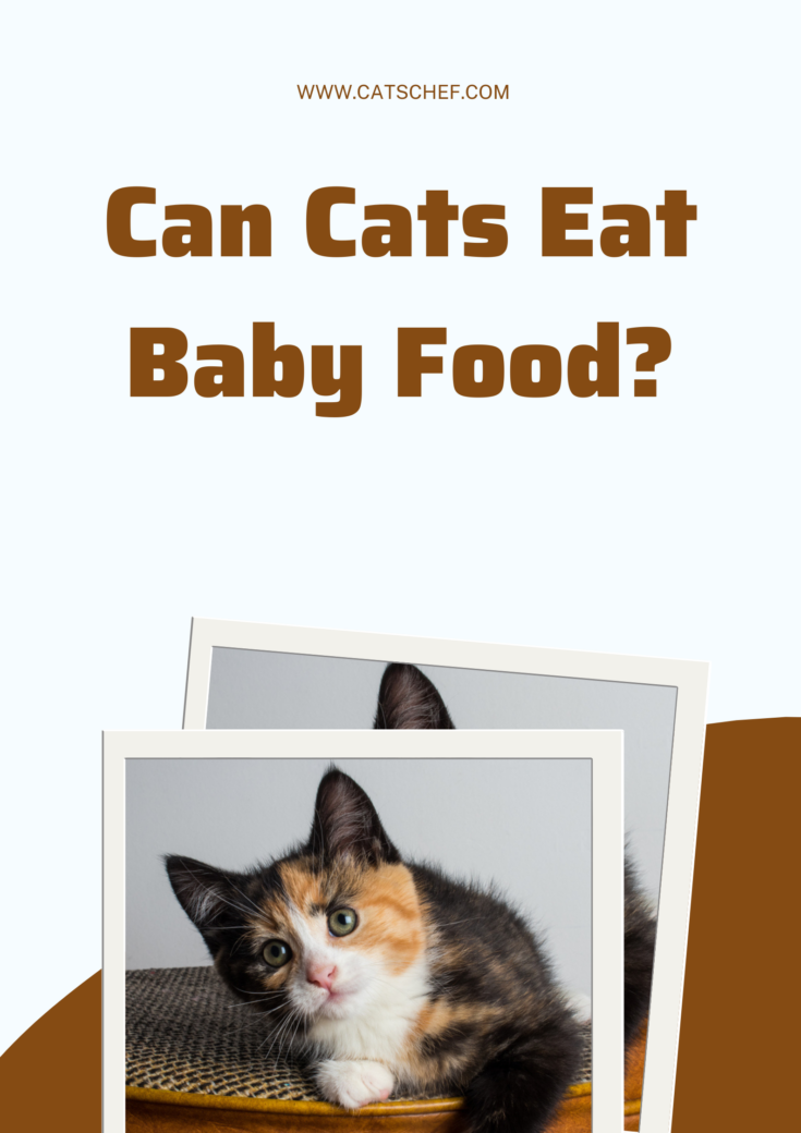 Can Cats Eat Baby Food Will It Put Them In A Great Mood can-cats-eat-baby-food-will-it-put-them-in-a-great-mood