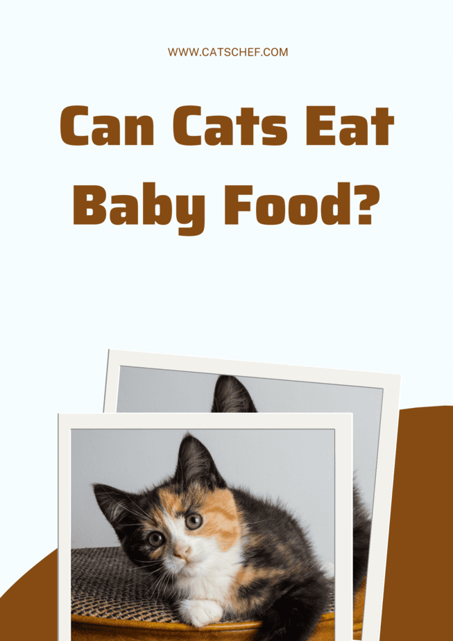 Cats and 2024 baby food