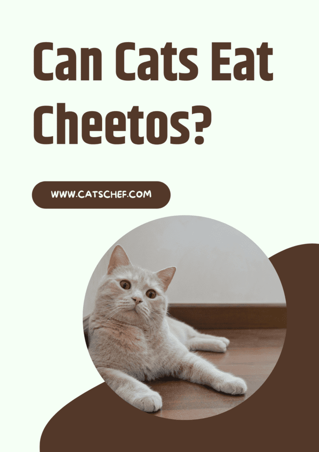 Can Cats Eat Cheetos?