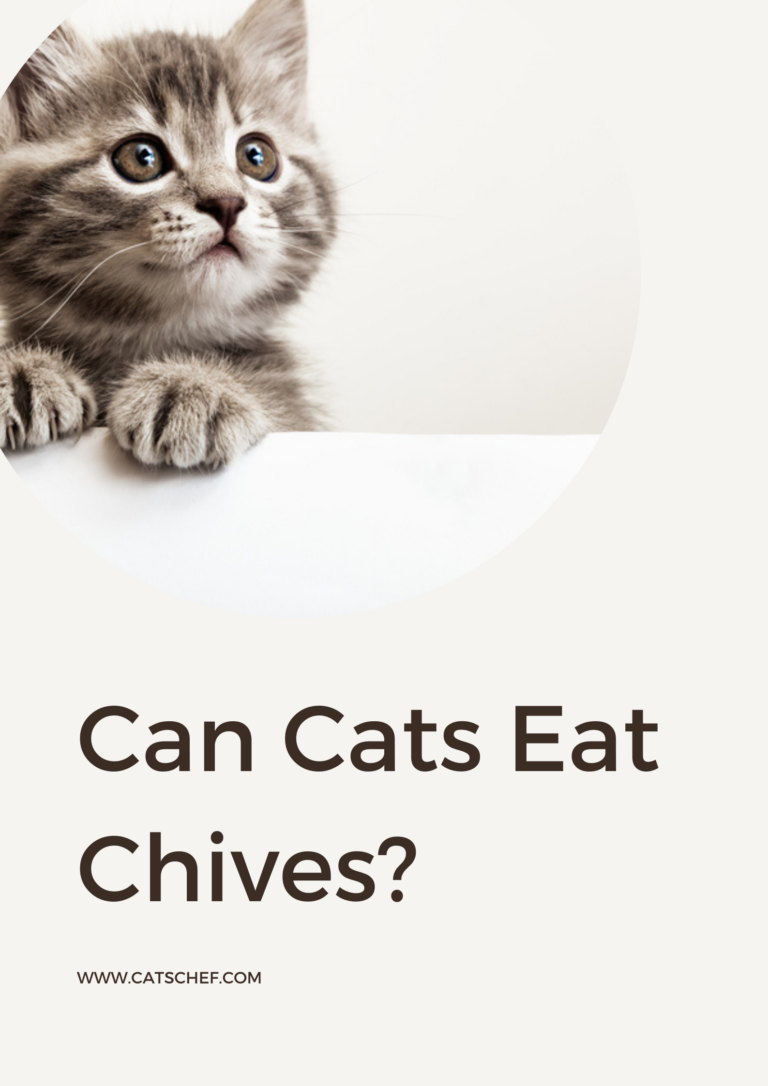 Can Cats Eat Chives? Or Should They Run For Their Lives?
