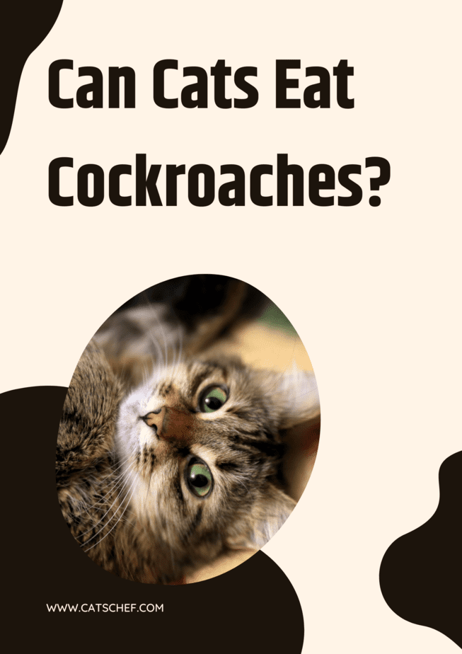 Can Cats Eat Cockroaches?