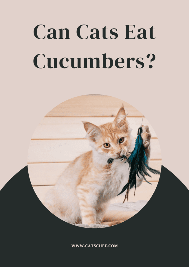 Kediler Salatalık Yiyebilir mi?