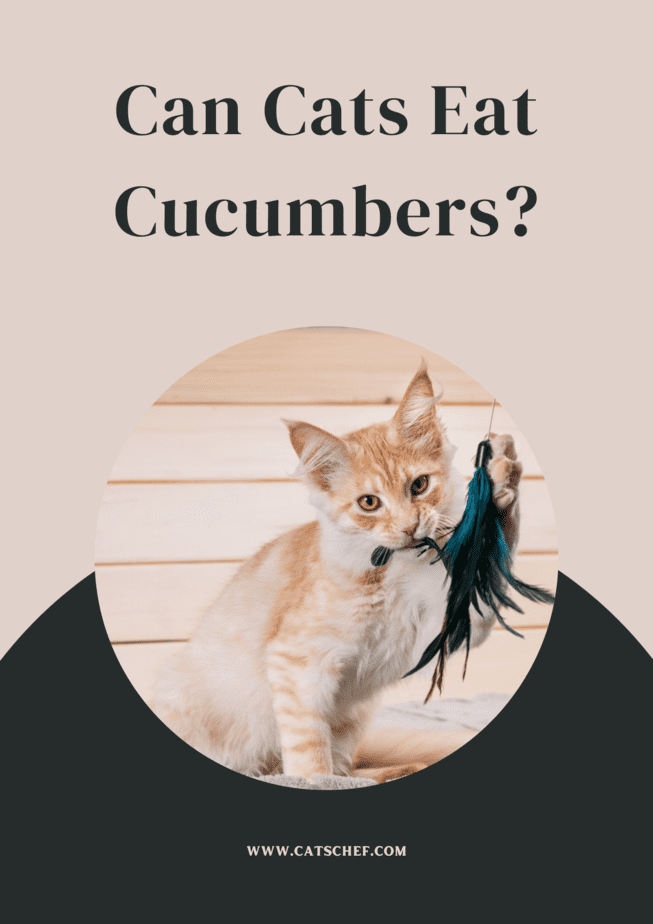 Can Cats Eat Cucumbers?