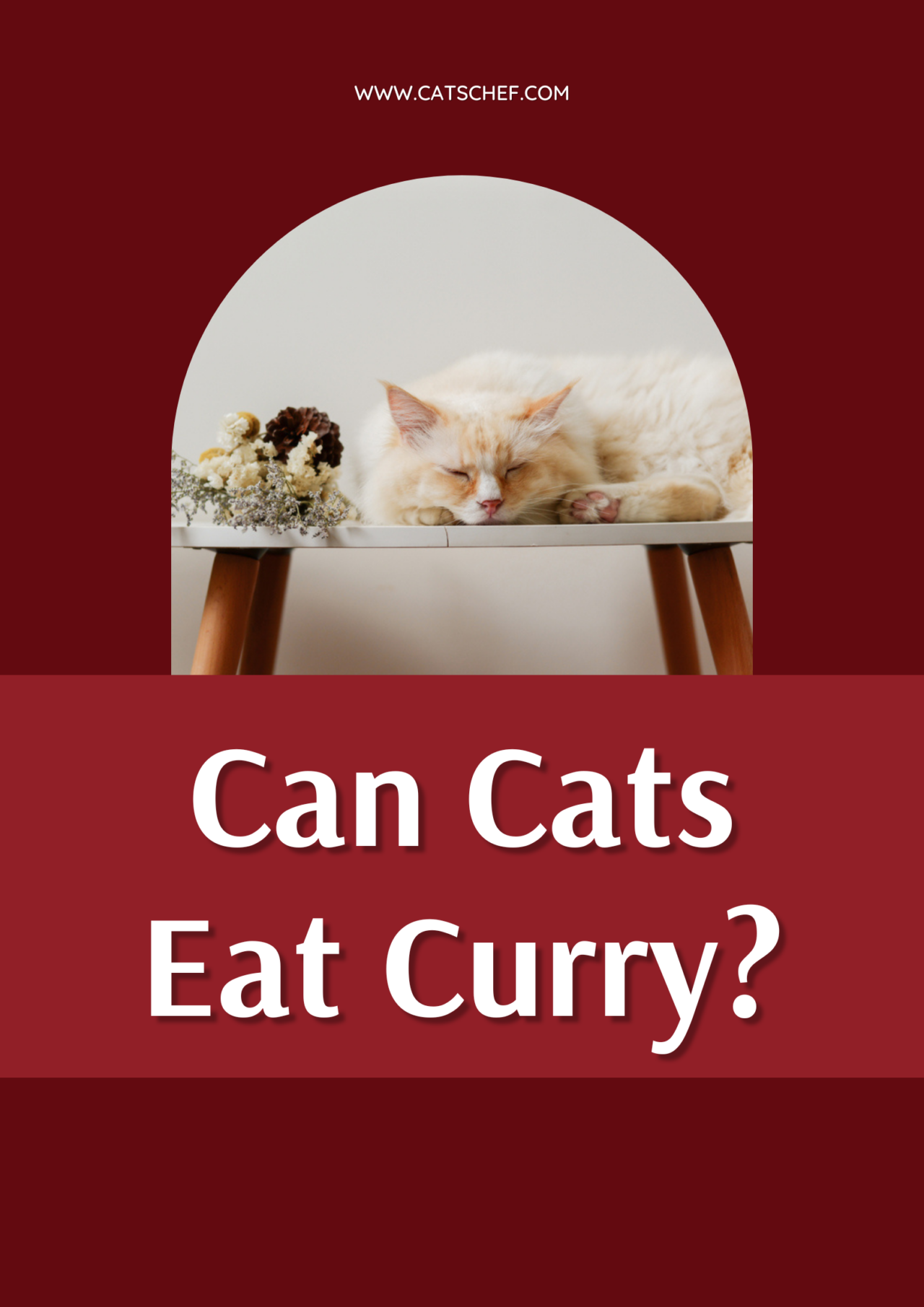 Can Cats Eat Curry? Is It Something You Should Worry About?