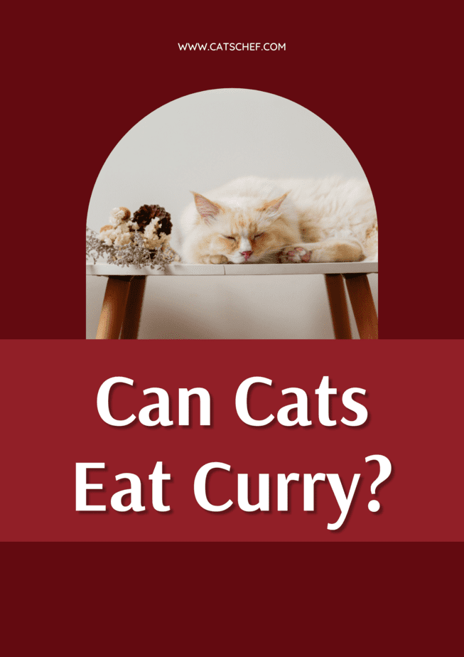 Can Cats Eat Curry?
