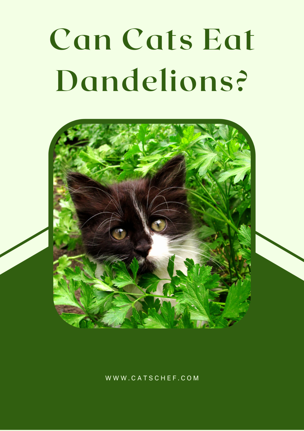 Can Cats Eat Dandelions? Are These Garden Weeds Dandy?
