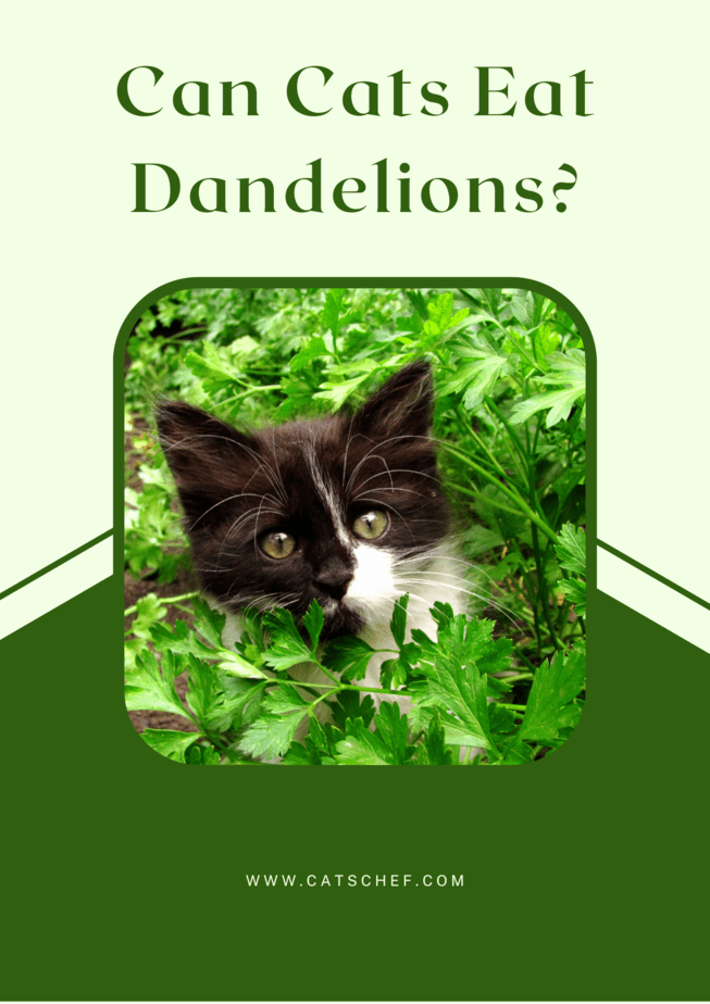 Can Cats Eat Dandelions?