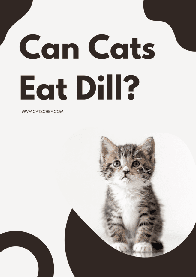 Can Cats Eat Dill?