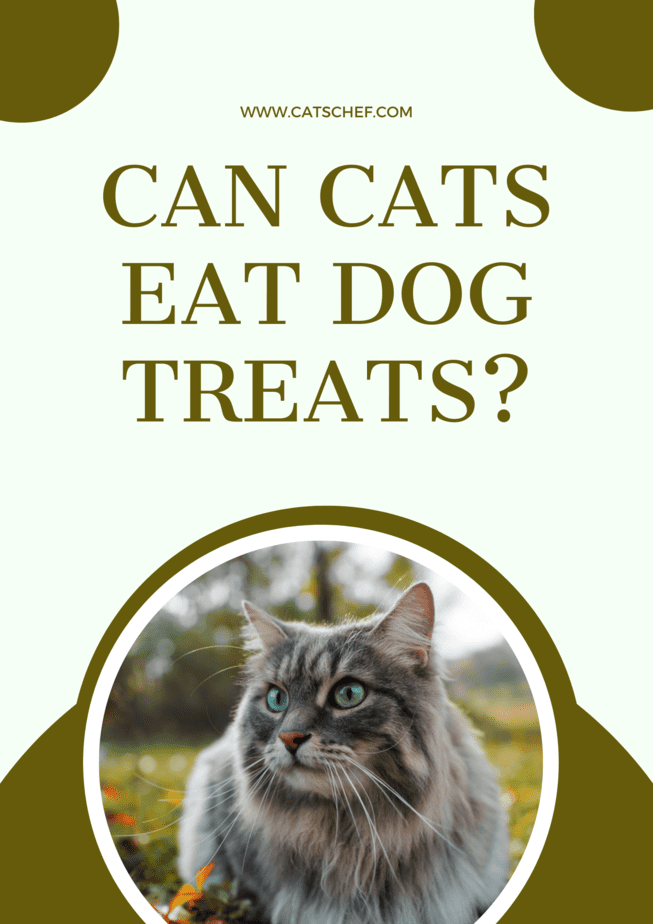 Kediler Köpek Ödül Mamalarını Yiyebilir mi?
