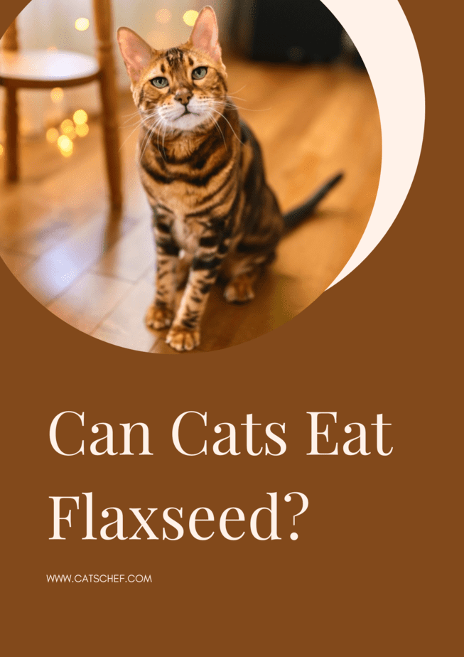 Can Cats Eat Flaxseed?
