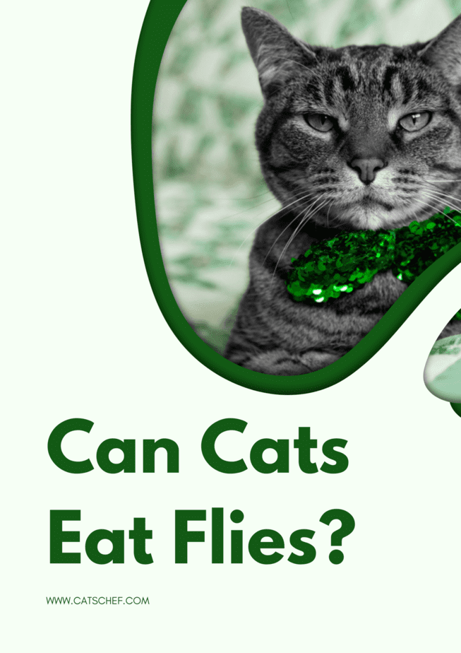 Can Cats Eat Flies?