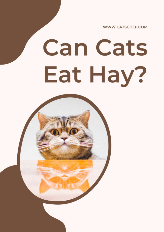 Can Cats Eat Hay? Do They Draw The Line At This Dried Grass?