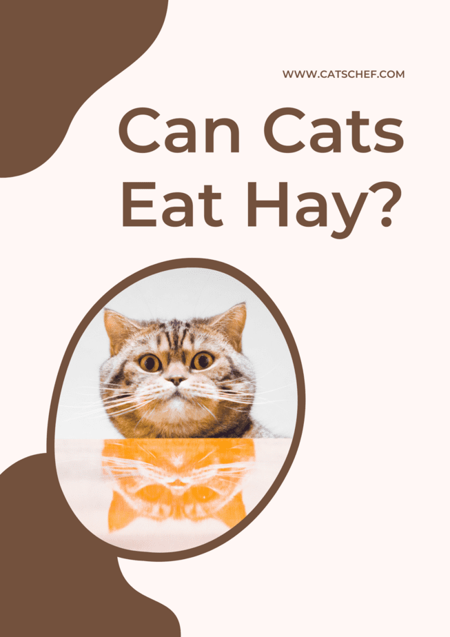 Can Cats Eat Hay?
