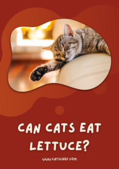 Can Cats Eat Lettuce? Should You Let Her Feast On It?