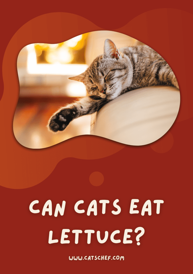 Can Cats Eat Lettuce?