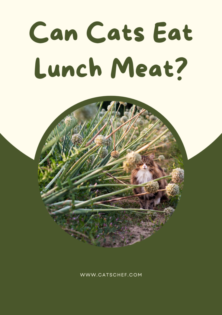 Can Cats Eat Lunch Meat? Can They Munch On This Tasty Treat?