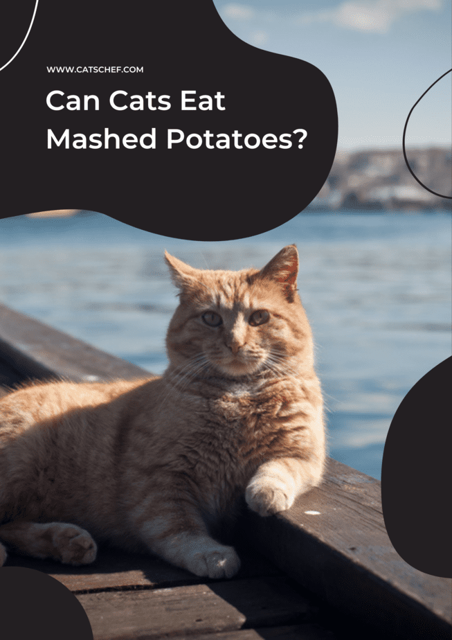 Kediler Patates Püresi Yiyebilir mi?