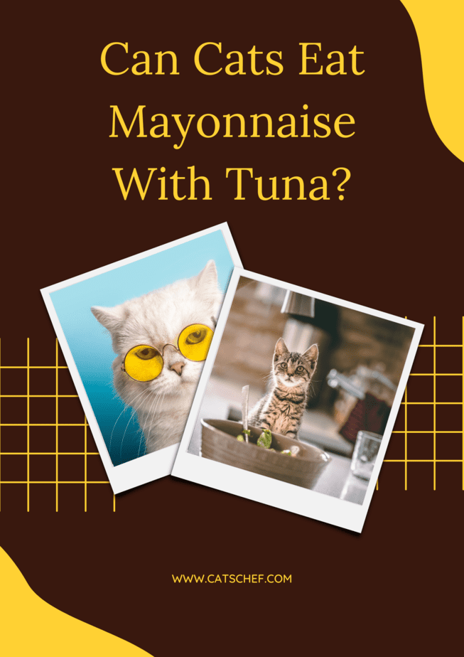 Can Cats Eat Mayonnaise With Tuna?