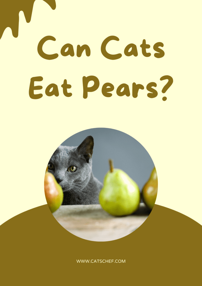 Can Cats Eat Pears?
