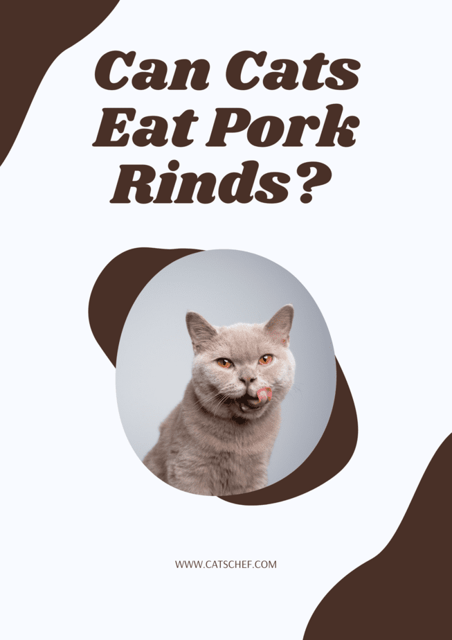 Can Cats Eat Pork Rinds?