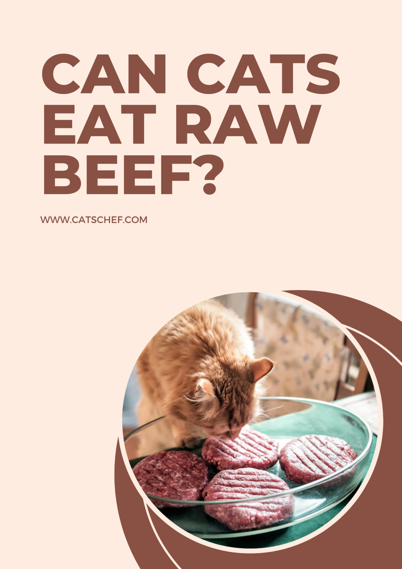 Can Cats Eat Raw Beef? To Give It Or To Forbid It?