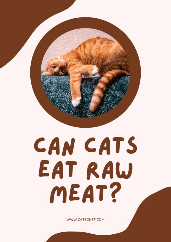 Can Cats Eat Raw Meat?