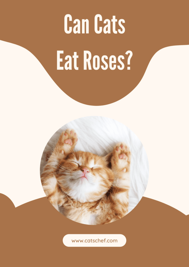Can Cats Eat Roses?