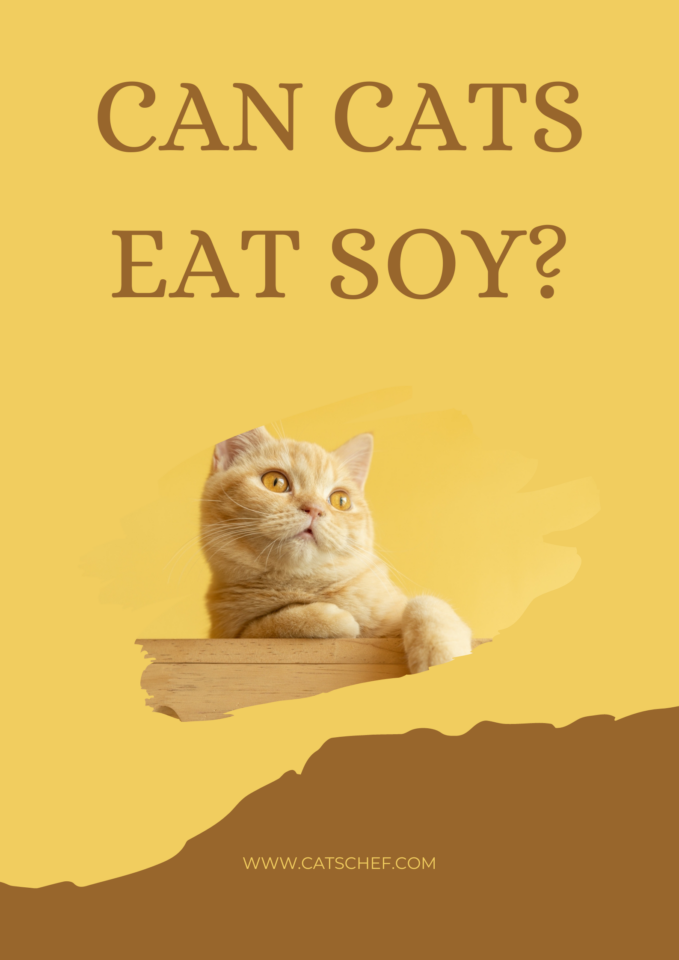 Can Cats Eat Soy? Is It Something That Gives Them Joy?