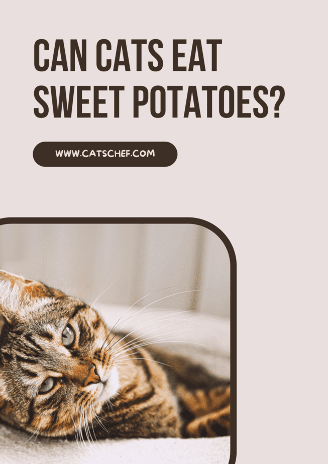 Can Cats Eat Sweet Potatoes?