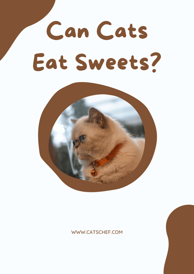 Can Cats Eat Sweets?