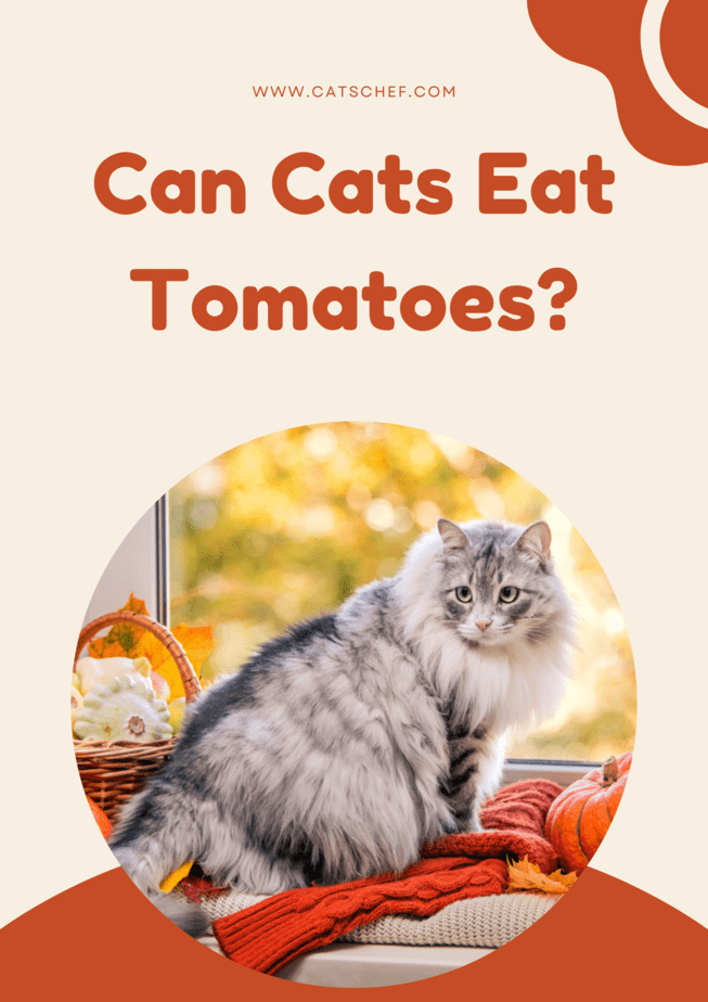 Can Cats Eat Tomatoes?