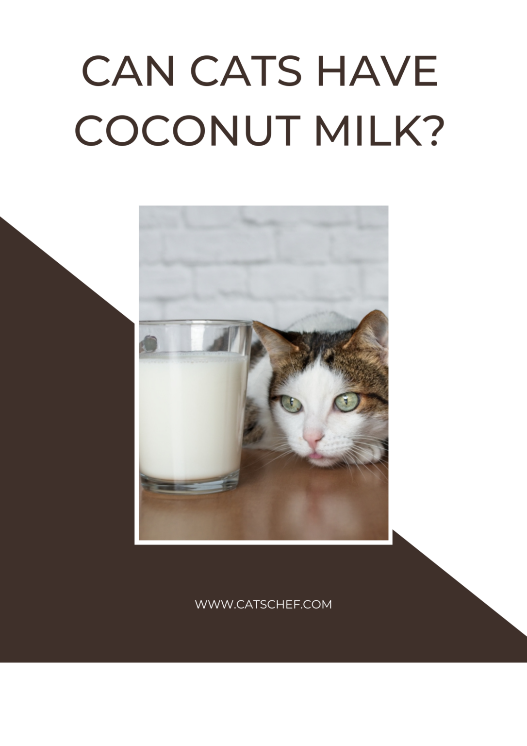 Can Cats Have Coconut Milk? Are They Nuts About This Drink?