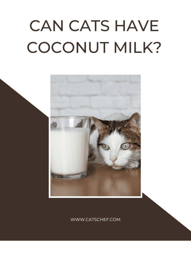 Can you give outlet cats coconut milk