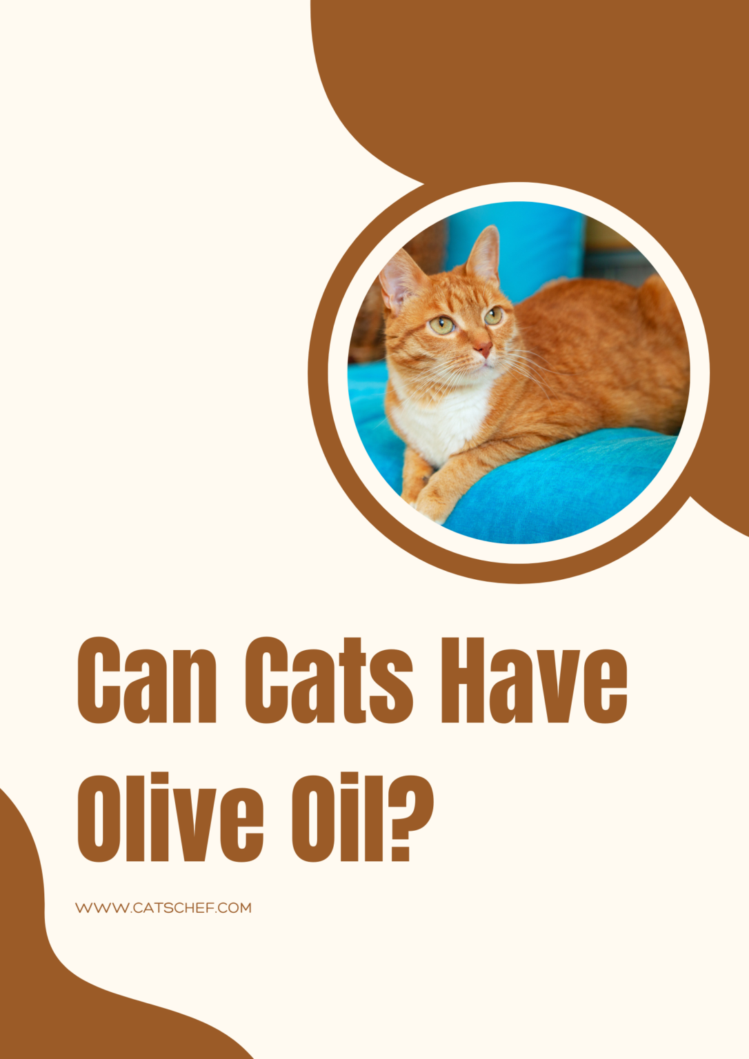 Can Cats Have Olive Oil? Is It "Oil" They Need?