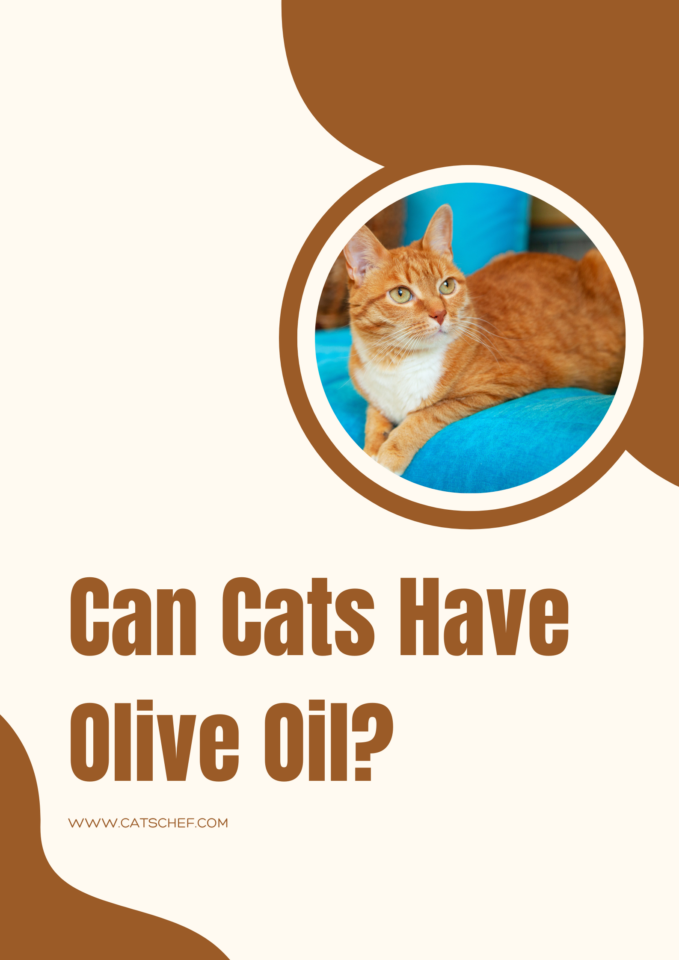 Can Cats Have Olive Oil? Is It "Oil" They Need?