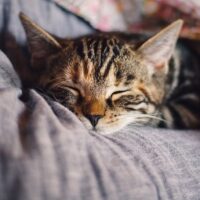 Can Cats Tell When You're Sick