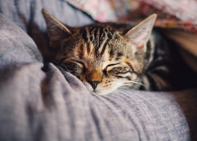 Can Cats Tell When You're Sick