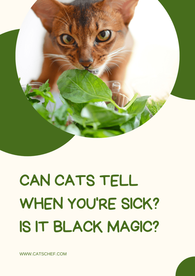 Can Cats Tell When You're Sick? Is It Black Magic?