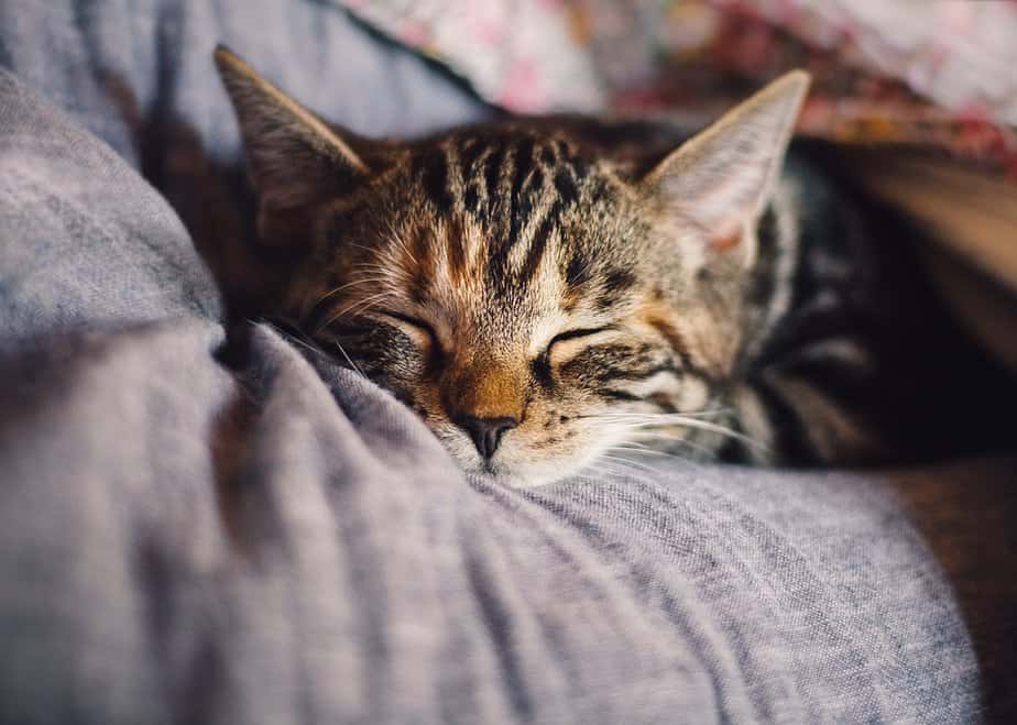 Can Cats Tell When You're Sick