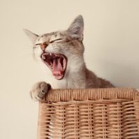 Kedi Ağzına Bir Şey Sıkışmış Gibi Davranıyor