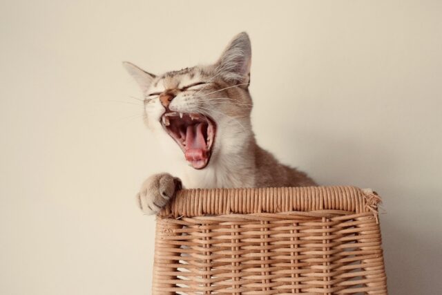 Cat Acts Like Something Stuck In Mouth
