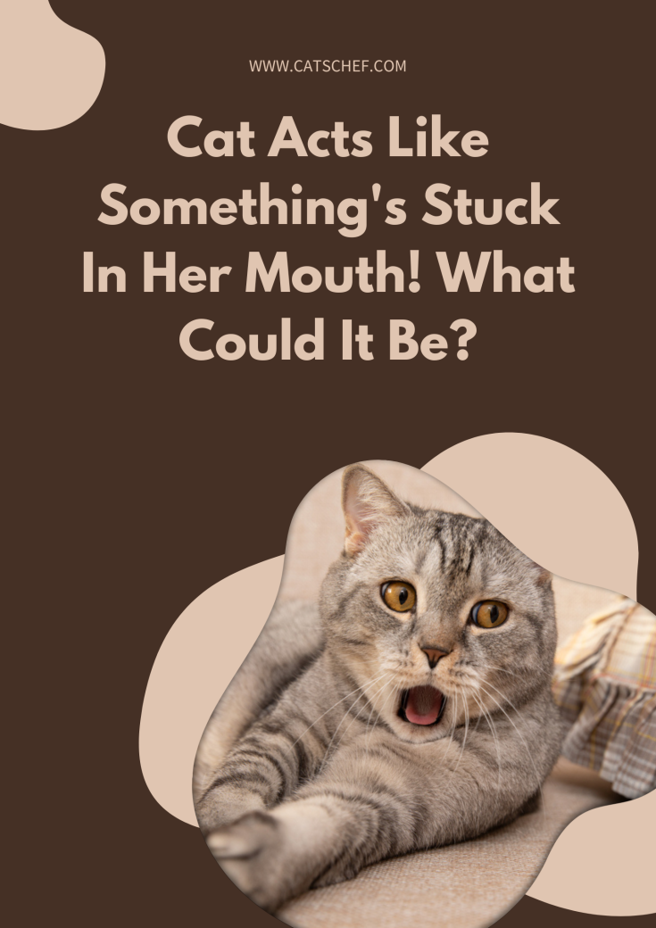 Photo inspiration: Fresh Look at Cat Acts Like Something S Stuck In Her Mouth What