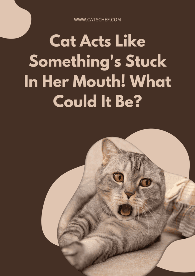 Cat Acts Like Something's Stuck In Her Mouth! What Could It Be?