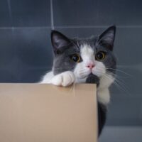 Cat Biting Cardboard