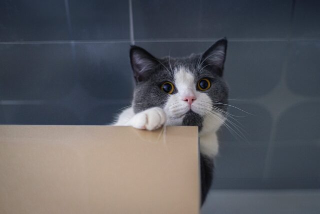 Cat Biting Cardboard