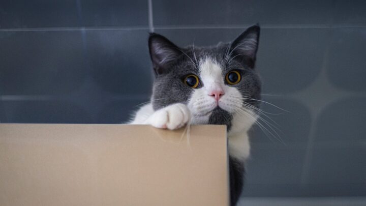 Is Your Cat Eating Cardboard? Here’s What It Means!